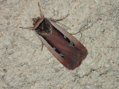 Ochropleura leucogaster