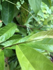 Tetracera indica