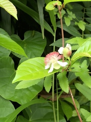 Tetracera indica
