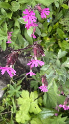 red campion