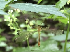 Hylobittacus apicalis