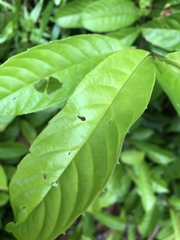 Tetracera indica