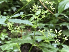 Hylobittacus apicalis