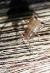 Myrmecophilus