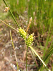 Carex viridula viridula
