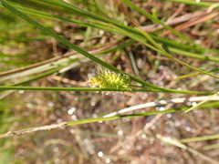 Carex viridula viridula