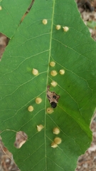 Phylloxera caryaefallax