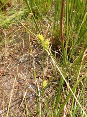 Carex viridula viridula