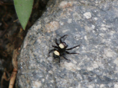 Thorelliola ensifera