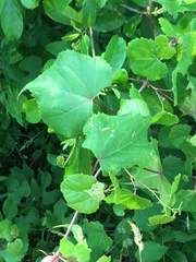 Vitis cinerea baileyana