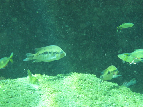 Cribroheros robertsoni