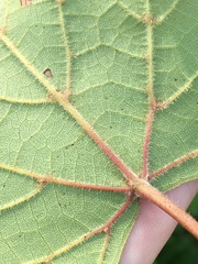 Vitis cinerea baileyana