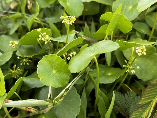 Hydrocotyle verticillata