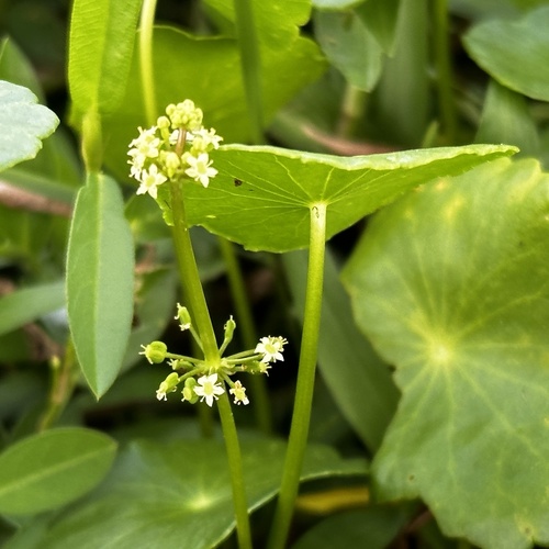 Hydrocotyle verticillata