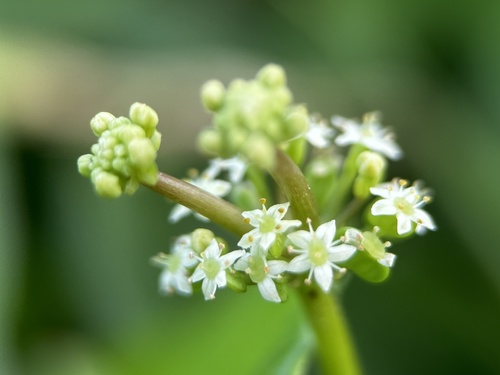 Hydrocotyle verticillata