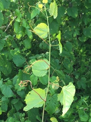 Vitis cinerea baileyana