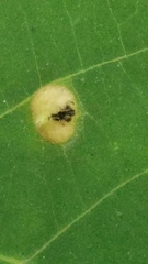 Phylloxera caryaefallax