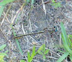Phanogomphus minutus