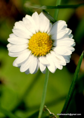 Asteraceae