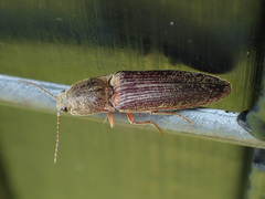 Gambrinus griseus