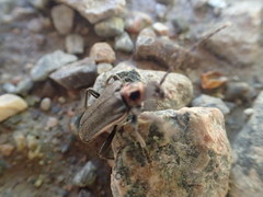 Brachysomida bivittata