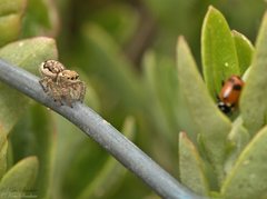 Maratus tasmanicus