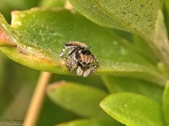 Maratus tasmanicus