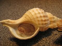 Fusitriton laudandus