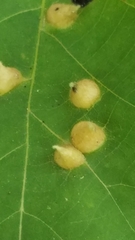 Phylloxera caryaefallax