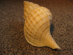 Fusitriton laudandus