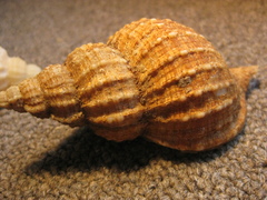 Fusitriton laudandus