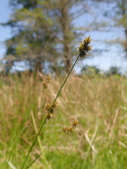 Carex pachystachya