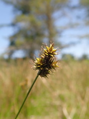 Carex pachystachya