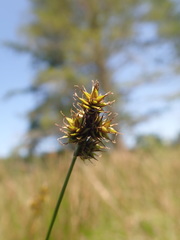 Carex pachystachya