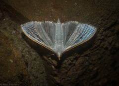 Palpita margaritacea