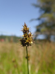 Carex pachystachya