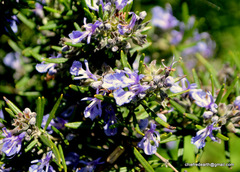 Salvia rosmarinus