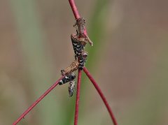 Eurymeloides punctata