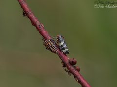 Eurymeloides punctata