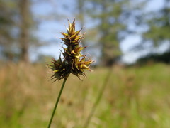 Carex pachystachya