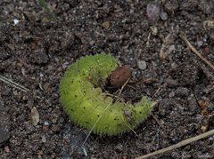Heteronympha merope