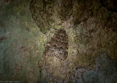 Scaphidriotis xylogramma