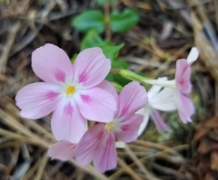 Phlox adsurgens
