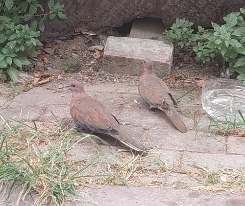 Tórtola senegalesa (Spilopelia senegalensis)