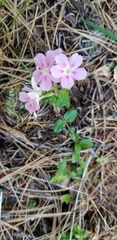Phlox adsurgens