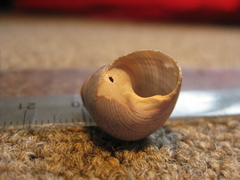 Cantharidus capillaceus