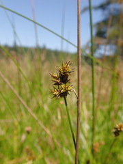 Carex pachystachya