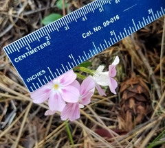 Phlox adsurgens