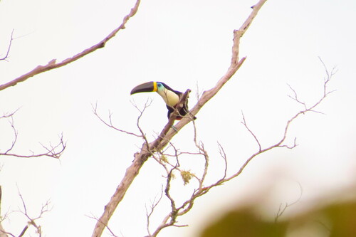Channel-billed Toucan