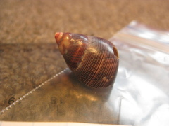 Cantharidus capillaceus